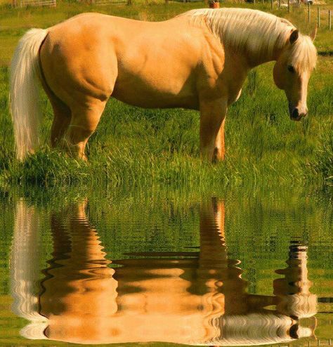 ~ Golden Reflection ~ Yellow Horse, Palomino Horses, Palomino Horse, Gorgeous Horses, Horse Pics, Sketching Ideas, Quarter Horses, Most Beautiful Animals, Majestic Horse