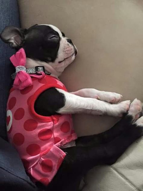 Boston Terrier Funny, Boston Terrier Lover, Boston Terrier Love, Boston Terrier Puppy, Terrier Puppies, Boston Terrier Dog, Terrier Puppy, Boston Terriers, Crazy Dog