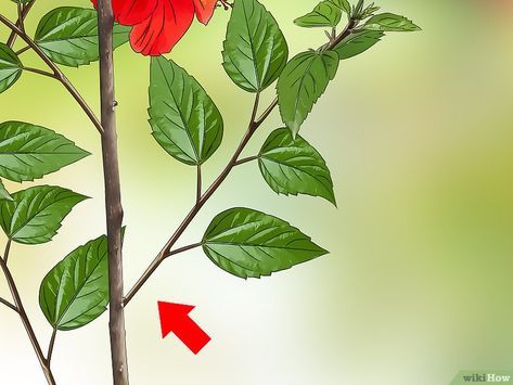 Image titled Propagate Hibiscus Step 2 Hibiscus Tree Care, Propagate Hibiscus, Plant Hibiscus, Hibiscus Image, Hibiscus Bush, Growing Hibiscus, Hibiscus Garden, Hibiscus Tree, Making Plant Pots