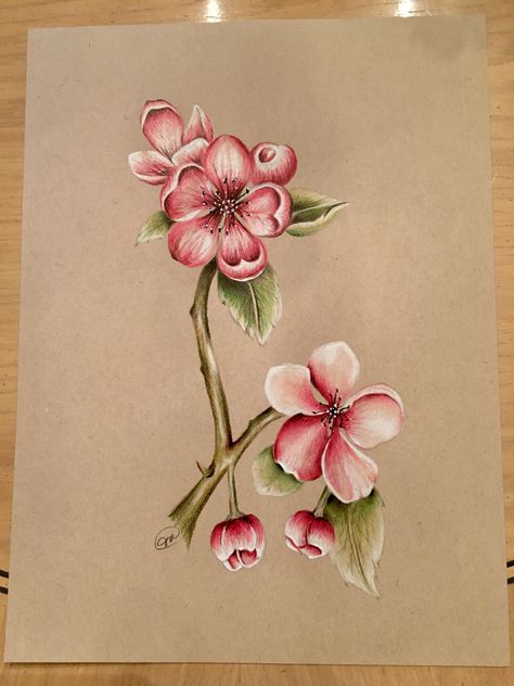 My sketch done with Prismacolor pencils Prismacolor Flower Drawings, Flower Drawing Prismacolor, Colored Pencil Flower Drawing, Apple Blossom Drawing, Realistic Flower Drawing, Cherry Blossom Drawing, Cherry Drawing, Prismacolor Drawing, Orchid Drawing