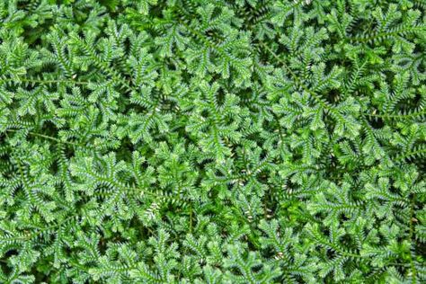 Ground Cover To Walk On, Ground Cover Between Pavers, Stepable Ground Cover, Shade Ground Cover Walkable, Ground Cover You Can Walk On, Walkable Ground Cover Grass Alternative, Ground Covers You Can Walk On, High Traffic Ground Cover, Mint Ground Cover