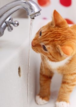 By Dr. Fiona, a veterinarian and writer for Pets Best, a U.S. dog and cat health… Cat Drinking Water, Cat Tips, Cat Nutrition, Cat Talk, Cat Care Tips, Cat Drinking, Orange Cats, Cat Training, Cat Behavior