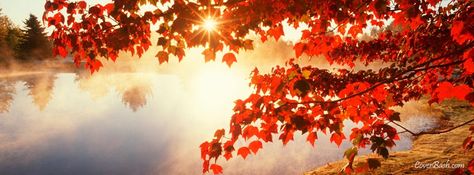 Facebook cover depicting beautiful red autumn leaves during the sunrise. Fall Cover Photos, Fall Facebook Cover Photos, Fall Facebook Cover, Free Facebook Cover Photos, Fall Background Wallpaper, Facebook Background, Autumn Pictures, Autumn Leaves Wallpaper, Cover Pics For Facebook