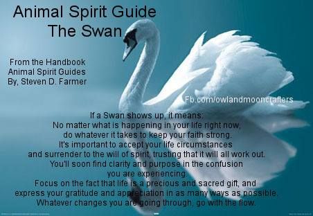 Swan spirit guide ....... we see them everyday flying over our girls' school, and on the pretty farmlands of Snohomish Birth Totem, Carved Rocks, Animal Totem Spirit Guides, Spirit Animal Meaning, Totem Animals, Animal Meanings, Spirit Animal Totem, Buckingham Nicks, Animal Reiki