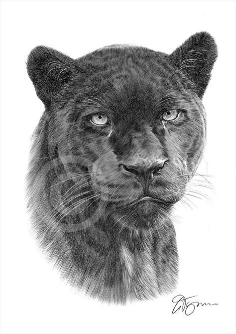 Panther Tattoos, Black Panther Drawing, Black Panther Cat, Black Panther Tattoo, Panther Cat, Panther Tattoo, Panther Art, Wildlife Artwork, Big Cats Art