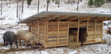 skiddable pig farrowing hut (wheaton laboratories forum at permies) Pig Shelter, Pastured Pigs, Hog Farm, Livestock Barn, Raising Pigs, Poultry Equipment, Poultry House, Raising Rabbits, Pot Belly Pigs