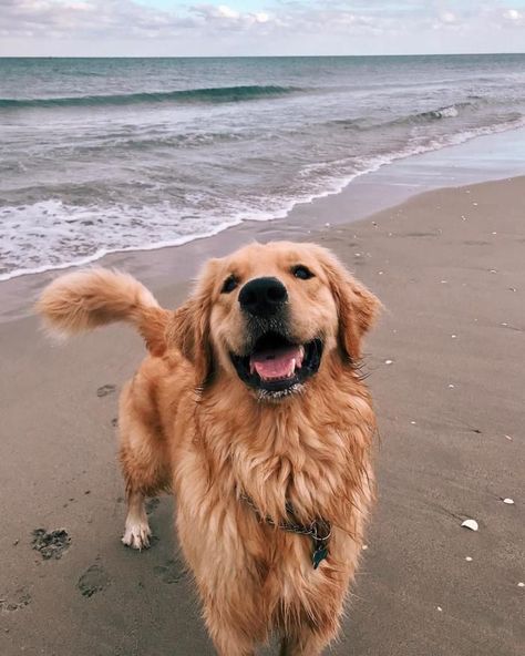 Perros Golden Retriever, Puppy Photography, A Golden Retriever, Very Cute Dogs, Silly Dogs, Pretty Animals, Golden Retriever Puppy, Dog Beach, Retriever Puppy