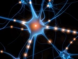 Career Options: Neuroscience  -    Neuroscientists come from a variety of fields...biology, chemistry, biochemistry, physics, psychology, and computer science. Biology Of Belief, Quantum Consciousness, Best Magnesium, خريطة ذهنية, Neural Connections, Quantum Entanglement, Restless Legs, Kuantan, Career Options