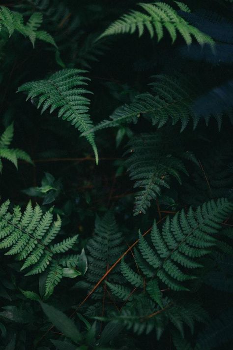 Jungle Pictures, Fern Wallpaper, Dark Forest Aesthetic, Dark Green Aesthetic, Slytherin Aesthetic, Fern Plant, Plant Wallpaper, Plant Aesthetic, Aesthetic Colors