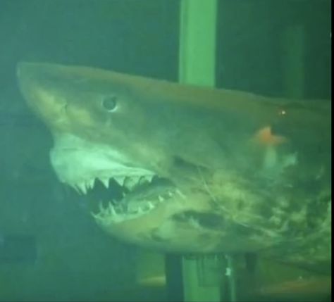 Rosie The Shark, Scary Ocean, Shark Species, Dark Truth, Scary Things, Urban Exploring, Old Abandoned Houses, Creepy Images, Dreamcore Weirdcore