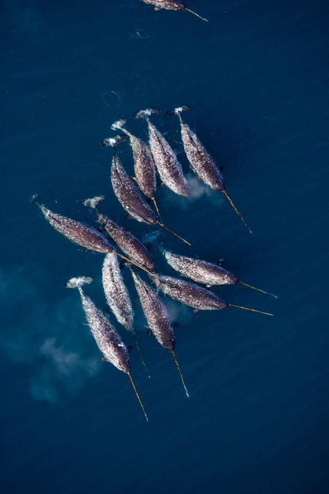 Narwhal Aesthetic, Narwhal Pictures, Water Life, Narwhal, Marine Animals, Ocean Creatures, Ocean Animals, In The Ocean, Underwater World