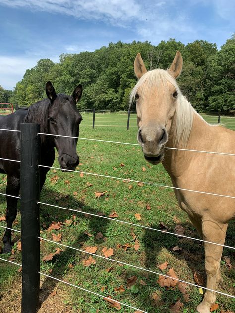 Horse Fencing On A Budget, Horse Fencing Ideas, Property Fencing, Livestock Fencing, Fences Ideas, Livestock Fence, Equine Care, Earth Bag Homes, Horse Arena