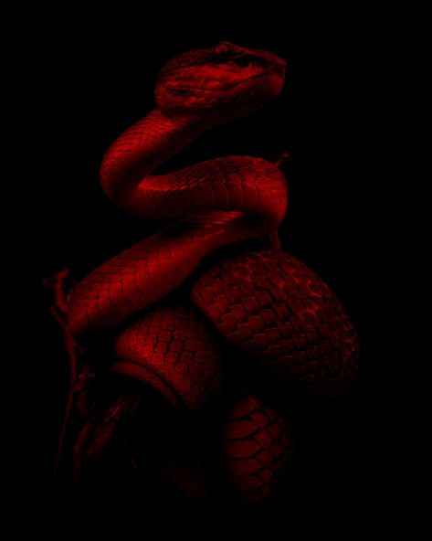 Dark Red Snake Aesthetic, Snake Red Aesthetic, Red Snake Aesthetic, Naga Snake, Cny 2025, Anaconda Snake, Red And Black Snake, Black N Red, Eyes Aesthetic