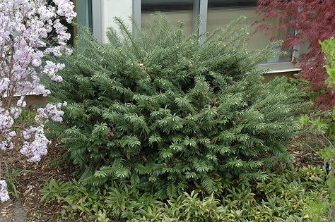 Duke Gardens Plum Yew (Cephalotaxus harringtonia 'Duke Gardens') at GardenWorks Cephalotaxus Harringtonia, Plum Yew, Curb Appeal Porch, Duke Gardens, Plant Library, Landscape Nursery, Low Maintenance Shrubs, Orchid Garden, Orchids Garden