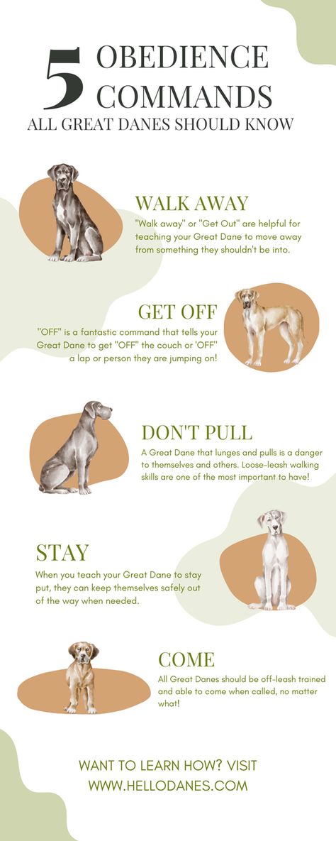 Great Dane Tips And Tricks, Great Dane Essentials, Great Dane Care, Great Dane Puppy Training, Great Dane Training, Great Dane Service Dog, Cai Characters, Pet Rooms, Great Dane Names