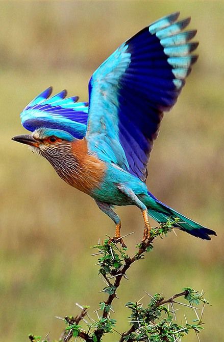 Indian roller take-off by Arjun Haarith Indian Roller Bird, Roller Bird, Bird Flying, Peacock Bird, Kinds Of Birds, Colorful Bird, All Birds, Exotic Birds, Pretty Birds