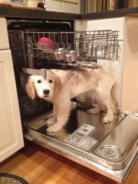 Dogs and/or Goats Who Will Help You Do the Dishes | 15 Animals Who Will Help You Get Through Your Day Pretty Puppies, Photography Animals, Golden Wings, Love My Dog, Retriever Puppy, Sweet Dogs, Golden Retrievers, Jolie Photo, Sweet Animals