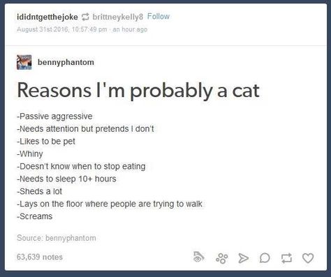 Reasons I'm Probably a Cat #cat #catlady #tumblr Cat Tumblr, Cat Story, Passive Aggressive, I Can Relate, Tumblr Funny, Tumblr Posts, True Stories, A Cat, I Laughed