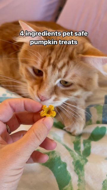 Fra 🌸 | 4 cute cats on Instagram: "Full recipe for those yummy fall treats here 🍂🍁🍃

Ingredients:
• 1/2 cup or 120g pure pumpkin puree (ensure it’s 100% pumpkin, not pumpkin pie filling) 
• 1 egg
• 1 1/2 cups or 150g oat flour (or grind oats into flour in a blender)
• 1 tablespoon or 14g coconut oil

Instructions:
1. Preheat the oven to 350°F (175°C).
2. In a bowl, combine the pumpkin puree, egg and coconut oil. Stir until smooth.
3. Gradually mix in the oat flour until a dough forms. If the dough is too sticky, add a bit more flour.
4. On a lightly floured surface, roll the dough out to about 1/4 inch thick. Use a small cookie cutter (or just cut into small squares).
5. Place the treats on a baking sheet lined with parchment paper. Bake for 12-15 minutes or until they’re firm.
6. Let Pumpkin Cat Treats Homemade, Homemade Treats For Cats, Cat Treats Homemade Easy, Homemade Cat Treats Easy, Pumpkin Cat Treats, Homemade Cat Treats, Homemade Cat Treats Recipes, Animal Treats, Pet Treats Recipes