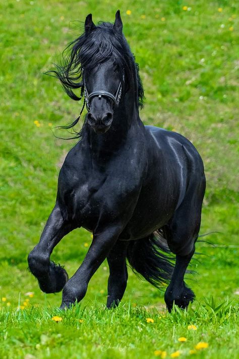 Luv Dark, Friesian Horse Photography, Rare Horses, Beautiful Horses Photography, Beautiful Horse Pictures, Horse Inspiration, Horse Artwork, Black Stallion, Horse Wallpaper