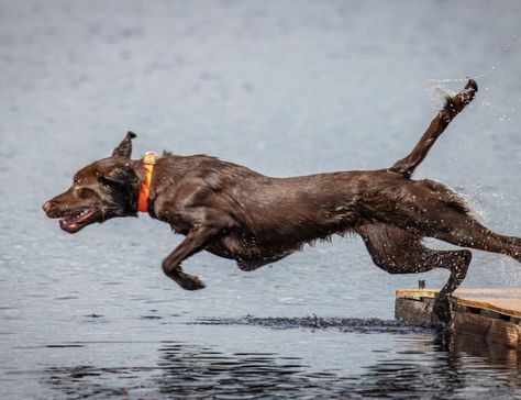 Fit Labrador, Fit Dogs, Group 8, Labrador Funny, Aesthetic 2024, Dream Dog, Water Dog, Working Dogs, Drawing Ideas