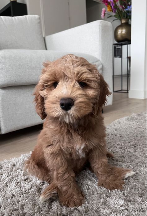 #puppy #labradoodle #doodle #cutedog #dogs #minilabradoodle #maltipoo Mini Labradoodle Full Grown, Labradoodle Full Grown, Puppy Labradoodle, Miniature Labradoodle, Labradoodle Mini, Mini Doodles, Mini Labradoodle, Golden Doodles, Mini Doodle