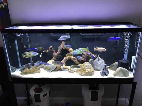 African cichlids tank African Cichlid Tank, Cichlid Tank, Cichlid Fish, Aquarium Ideas, African Cichlids, Aquarium Design, Fish Tank Decorations, Aquariums, Of Ideas