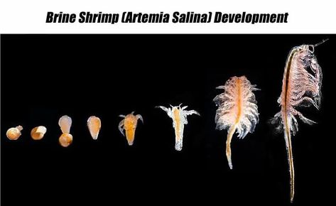 Brine Shrimp: Life Cycle, Benefits & DIY Hatchery - Shrimp and Snail Breeder Aquarium Snails, Aquarium Rocks, Fish Tank Terrarium, Betta Fish Types, Sea Monkeys, Brine Shrimp, Diy Aquarium, Shrimp Tank, Betta Tank