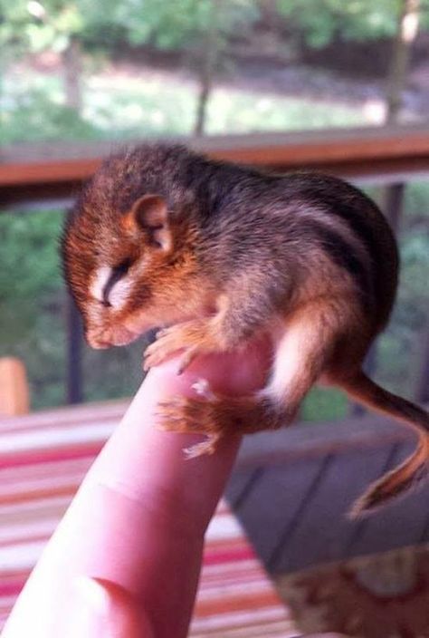 Baby Chipmunk, Animal Baby, Super Cute Animals, Cane Corso, Cute Animal Pictures, Hamsters, Rodents, Cute Creatures, Sweet Animals