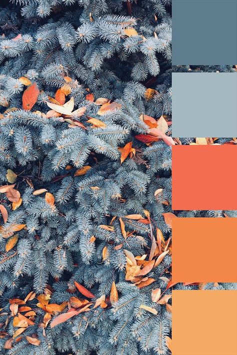 Grey Orange Color Palette, Blue Grey Color Palette, Blue And Grey Color Palette, Orange Color Palette, Blue Grey Color, Orange Color Palettes, Grey Color Palette, Grey Color Scheme, Blue Colour Palette