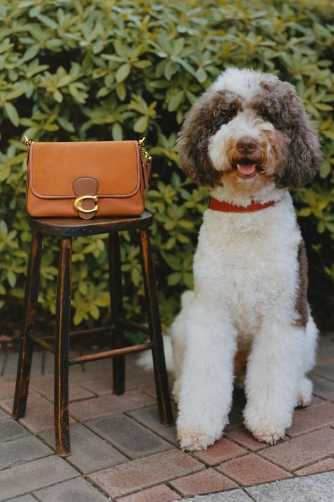 The Soft Tabby reimagines our structured take on an archival 1970s Coach design with a slouchy relaxed feel. Finished with our Signature hardware for an iconic touch, this smooth leather and velvety suede shoulder bag features zip pockets inside and out to organize small accessories and two detachable straps to carry by hand, style as a short shoulder bag or wear crossbody. Coach Soft Tabby Shoulder Bag, Soft Tabby Shoulder Bag, Coach Soft Tabby, Shoulder Bag Outfit, Tabby Shoulder Bag, Hand Style, Bag Outfit, Signature Hardware, Small Accessories