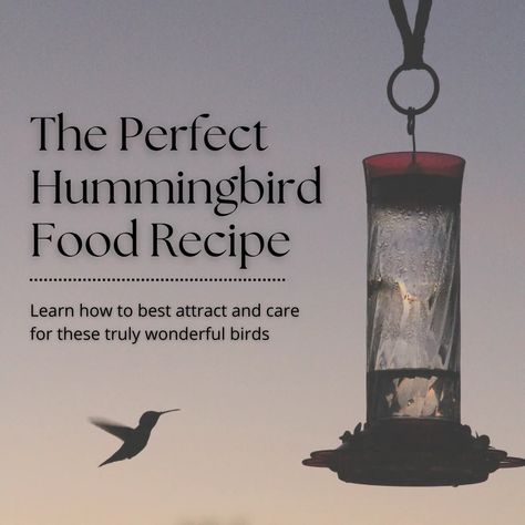 The Perfect Hummingbird Food Recipe - Dengarden Hummingbird Food Recipe, Make Hummingbird Food, Homemade Hummingbird Food, Hummingbird Food, Bird Motif, Farm Gardens, Again And Again, Little Birds, Hummingbirds