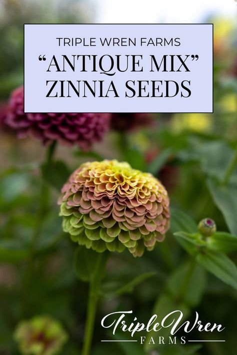 These zinnias are open-pollinated crosses from the farm and bloom in a gorgeous mix of ombre blush, rose, rusty-coral, and lime semi-double and double flowers. We have been working on this stunning mix since 2015, with a focus on this special ombre color blend. 😍 Adene's Farm Flowers, Zinnia Corsage, Tiny Habits, Lakeside Garden, Zinnia Seeds, Cut Garden, Zinnia Garden, Growing Cut Flowers, Cut Flower Farm