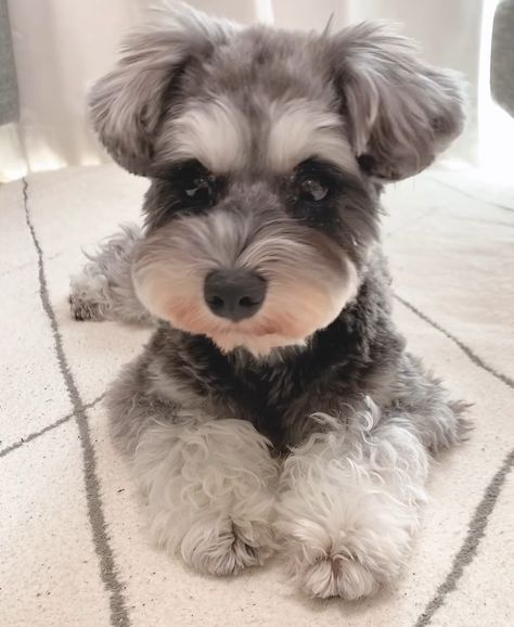 Mini Snauzers Haircuts, Schnauzer Teddy Bear Haircut, Schnauzer Haircut, Pet Tattoo Ideas, Pet Tattoos, Puppy Haircut, Schnauzer Grooming, Mini Schnauzer Puppies, Puppy Grooming