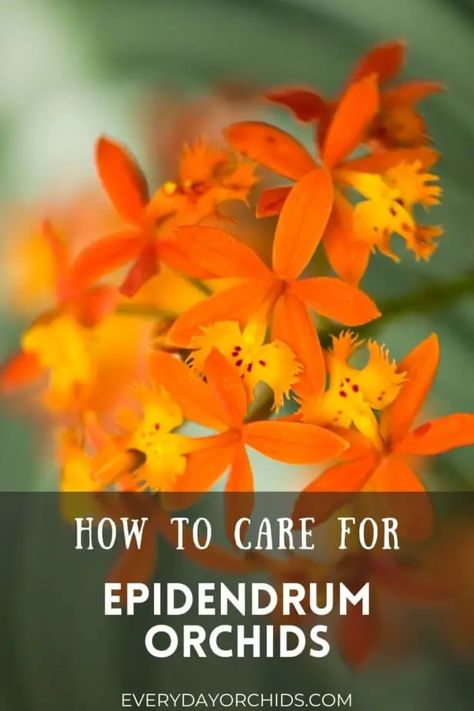 Epidendrum orchids are one of the most forgiving, easiest orchids to grow! Learn more about Epidendrum orchid care here, including lighting and watering needs, how often to repot, temperature and humidity requirements and more. Everything you need to know to successfully grow Epidendrum orchids. #Orchid #OrchidCare #Epidendrum #IndoorGardening #Houseplant Epidendrum Orchids, Dendrobium Orchids Care, Orchid Propagation, Plant Parenthood, Orchid Fertilizer, Orchid Leaves, Brick Art, Growing Hydrangeas, Growing Orchids