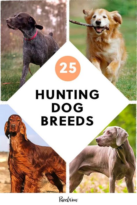 Best Family Dog Breeds, Duck Hunting Dogs, Dog Breeds Chart, Family Dogs Breeds, Karelian Bear Dog, Hunting Dogs Breeds, Hound Dog Breeds, Hound Breeds, Best Dogs For Families