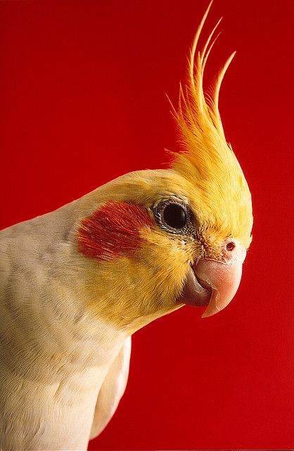 Yellow cocktail by Frederic Photography, via Flickr Yellow Cockatiel, Bird Painting Acrylic, Facebook L, Yellow Animals, Parakeets, Australian Birds, Animal Bones, Funny Birds, Bird Pictures