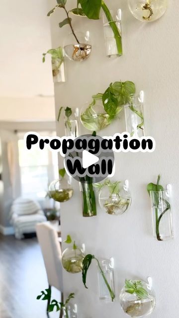 Brentwood Mobile Plant Services | Terrariums | Kelly May on Instagram: "Check out my propagation wall. 
Link 🔗 in Bio 🌱 
#propwall #propagationstation #propagationwall #propagation #propagating" Propagation Wall Diy, Plant Propagation Wall, Propagation Wall, Propagating Plants, April 20, Plant Wall, Terrarium, Apartment Decor, Garden Ideas