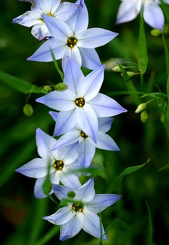 Starflowers. Very beautiful flowers. Spring Starflower, Very Beautiful Flowers, Blue And Purple Flowers, Nothing But Flowers, Flower Landscape, Blue Garden, Floral Photography, Beautiful Flowers Wallpapers, Pretty Plants