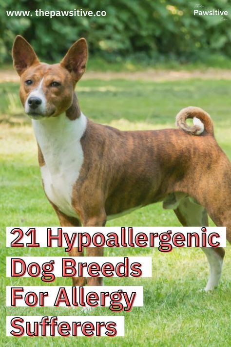 Around 20% of the world and 10% of the U.S. is allergic to dogs. Fortunately there are hypoallergenic pets! Some low or non-shedding dog breeds can work for those who suffer from dog allergies. Note: allergens can still exist even with these hypoallergenic dogs because you can't completely eliminate pet dander, saliva and urine (which have allergens). But here's a list of small, medium and large hypoallergenic dogs to inspire you to adopt some hypoallergenic puppies! // The Pawsitive Co. #dog Non Shedding Dog Breeds, Hypoallergenic Dogs Small, Low Shedding Dogs, Hypoallergenic Puppies, Non Shedding Dogs, Hypoallergenic Dog Breed, Allergic To Dogs, Hypoallergenic Dogs, Dog Allergies