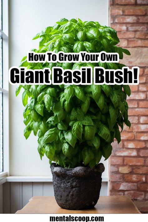 How To Grow Your Own Giant Basil Bush! Growing Basil, Organic Pest Control, Basil Seeds, Basil Plant, Organic Mulch, Lemon Basil, White Flies, Thai Basil, Sweet Basil