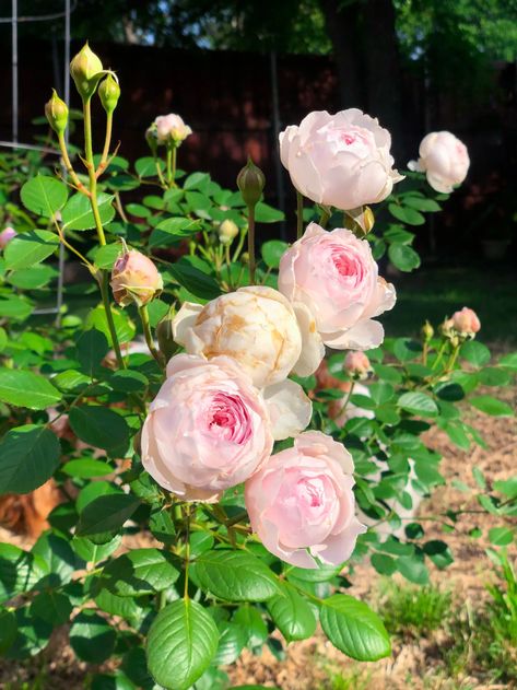 Earth Angel Rose, Container Roses, Rose Fertilizer, Floribunda Rose, Floribunda Roses, Rose Got, Rose Plant, Rose Seeds, Simple Rose