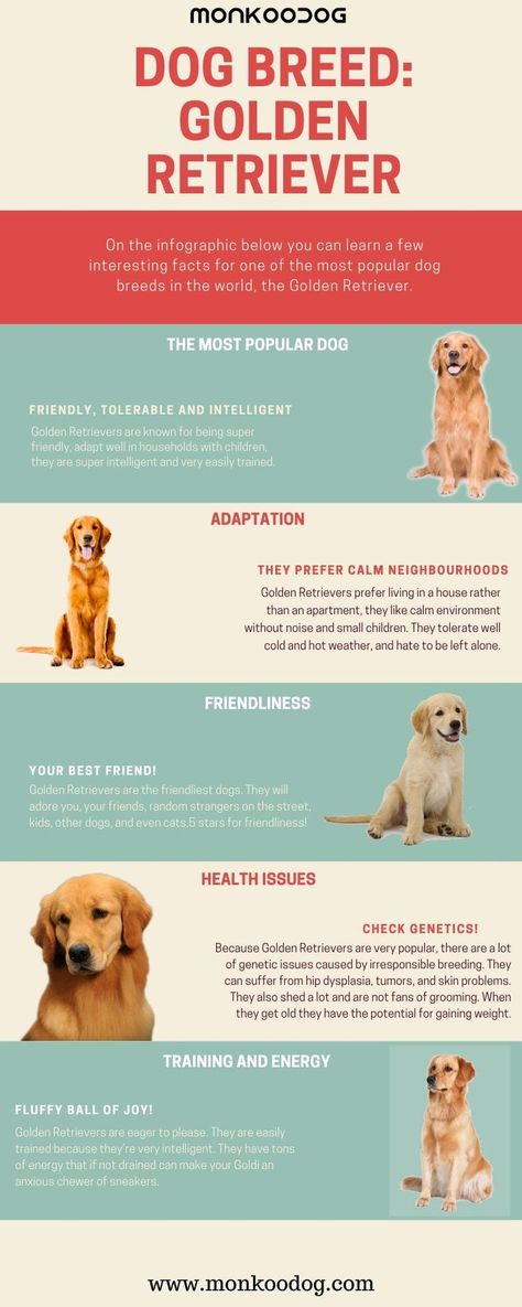 Golden Retriever Types, Breeding Golden Retrievers, Golden Retriever Essentials, Types Of Golden Retrievers, Golden Retriever Tips, Golden Retriever Personality, Golden Retriever Care, Dog Facts Interesting, Golden Retriever Puppy Training