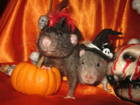 Halloween rats Rat Halloween, Rats, Halloween, Animals