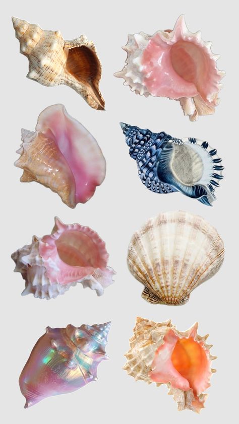 Different Types Of Sea Shells, Jellyfish Texture, Body Type Drawing, Cute Images For Wallpaper, Sea Shell Decor, Shell Decor, Luxury Lifestyle Dreams, Gcse Art, Art N Craft