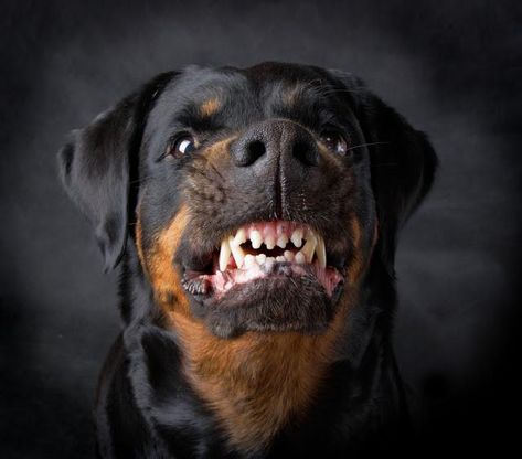 8 Ways Your Rottweiler is Secreatly Communicating With You - Rottweiler Life Rottweiler Pictures, Rottweiler Tattoo, Dog Growling, Angry Dog, Rottweiler Lovers, Dangerous Dogs, American Pit Bull Terrier, Rottweiler Dog, Tromso