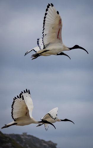 African Sacred Ibis | por andryn2006 African Sacred Ibis, Bin Chicken, African Birds, White Ibis, Water Birds, Birds In The Sky, Ancient Egyptians, Herons, Shorebirds