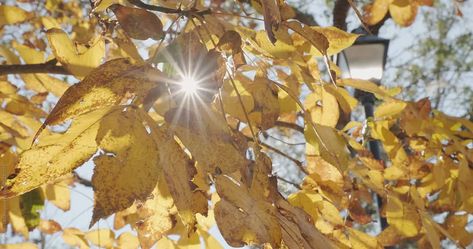 Yellow autumn leaves on a hickory tree with sunlight bursting through the yellow foliage and a park lamppost in the background. Autumn Video, Hickory Tree, Yellow Autumn, 90s Wallpaper, Moving Backgrounds, Water Background, Glitch Wallpaper, Autumn Foliage, 35mm Photography