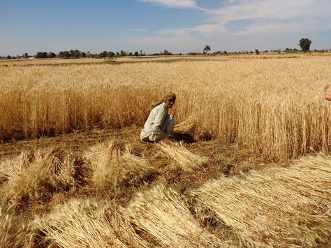 Farmer Manually Harvesting his wheat field.. Farming Photo, Harvest Aesthetic, Wheat Farming, Harvest Painting, Fantasy Country, Wheat Farm, Wheat Harvest, Female Farmer, Future Farms