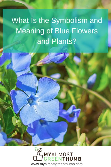 Ever wondered about the symbolism and meaning behind blue flowers? Here are a few notes and examples of the meanings of different blue flowers and plants. The post What Is the Symbolism and Meaning of Blue Flowers and Plants? appeared first on My Almost Green Thumb. Hyacinth Meaning Flower, Delphinium Meaning, Flowers And What They Symbolize, Types Of Blue Flowers, Orchid Meaning, Blue Hydrangea Meaning, Blue Bell Flowers Meaning, Plant Meanings, Meaning Of Blue